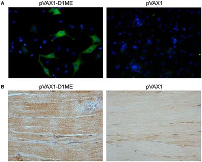 Effective Protection Induced by a Monovalent DNA Vaccine against Dengue Virus (DV) Serotype 1 and a Bivalent DNA Vaccine against DV1 and DV2 in Mice